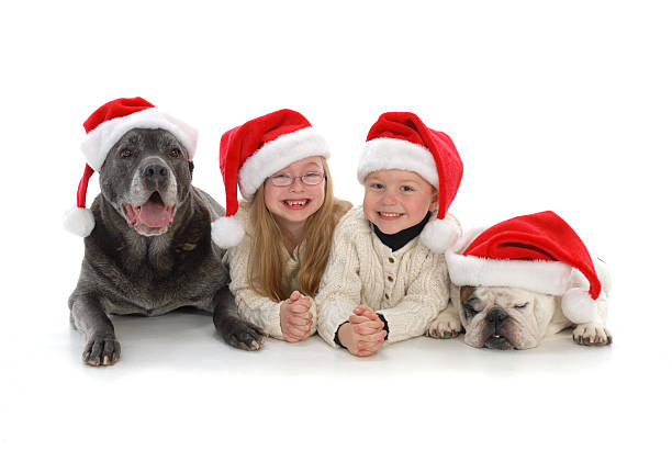 Cane Corso Puppies for sale