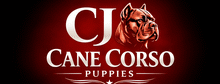 Cane Corso Puppies for sale